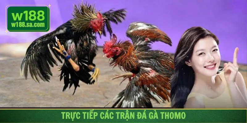 Có nhiều thể loại thi đấu đá gà cho người chơi chọn