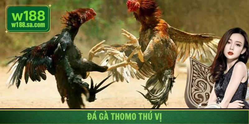Đá gà Thomo gay cấn trong mỗi phút của trận đấu