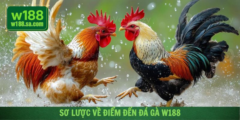 Giới thiệu tổng quan không gian cá cược đá gà uy tín